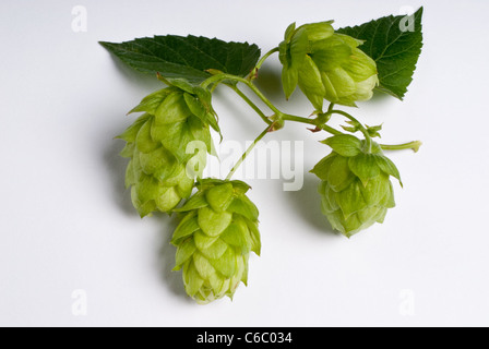 Le houblon le houblon aromatique fine- Sazz Banque D'Images