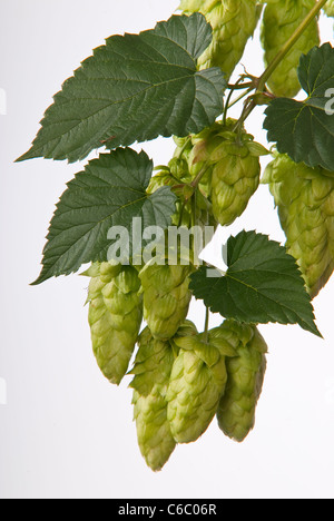 Le houblon le houblon aromatique fine- Sazz Banque D'Images