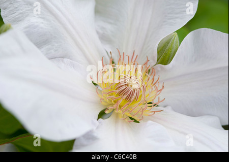 Une macro close up d'un beau blanc Chantilly clématites fleur en pleine floraison Banque D'Images