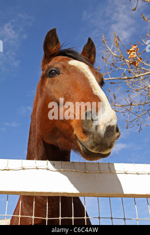 Portrait de Horse Looking Out Over White Fence Banque D'Images