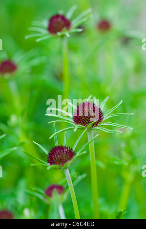 Macro close up incroyable d'une belle fleur de jardin Scabiousa 'Chile Black' dans un jardin anglais Banque D'Images