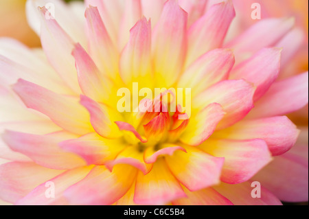 Une macro close up d'une jolie fleur Dahlia Anglais Galler 'Pablo' en pleine floraison dans un jardin anglais Banque D'Images