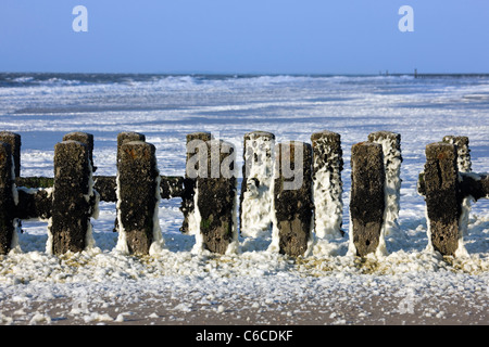 Brise-lames en bois recouvert de mousse de mer / océan / mousse mousse plage formé durant une tempête conditions et suivant une floraison d'algues Banque D'Images