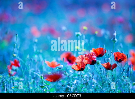 Champ de fleurs de pavot dans la nuit avec une dominante bleue rêveuse et sélective de flou, de fond naturelles sauvages d'été nature Banque D'Images