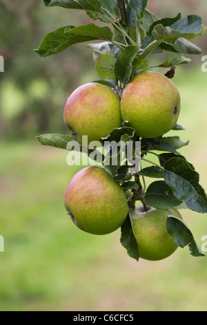 Malus domestica. De plus en plus de pommes dans un verger. Banque D'Images