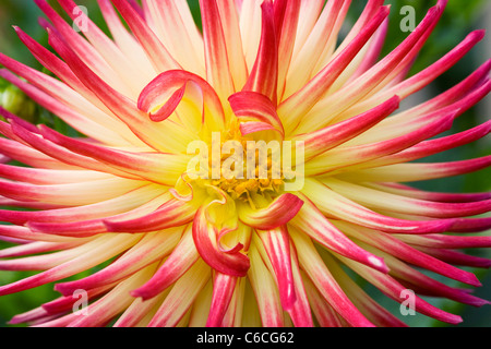 Dahlia 'Weston Spanish Dancer'. Type Cactus Dahlia. Banque D'Images