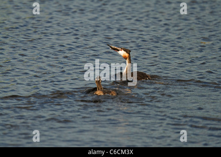 Grèbe huppé avaler un poisson. Banque D'Images