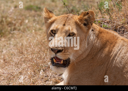 Lion (Panthera leo) adulte lionne dans close-up face à l'appareil photo avec la bouche ouverte montrant les dents, Kenya, Afrique de l'Est Banque D'Images