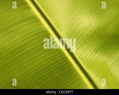 Vue rapprochée de la feuille de banane Banque D'Images