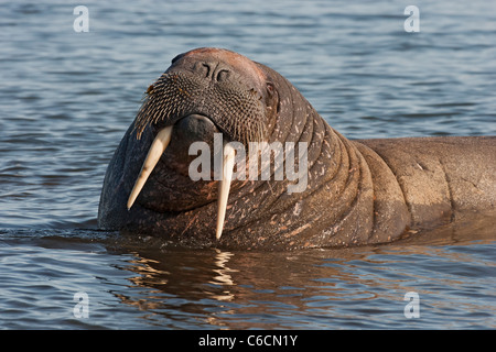 Le morse (Odobenus rosmarus) grand mâle en mer, close-up de tête montrant défenses, Spitzberg, Norvège, l'Arctique. Banque D'Images