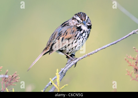 Un oiseau d'épave de chanson - Melospiza melodia, perché sur une branche, photographié sur un fond flou. Banque D'Images