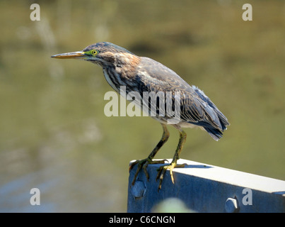 Juvénile héron vert (Butorides virescens) perché sur une poutre métallique au-dessus de l'eau, montrant la poitrine striée, le bec pointu et les yeux jaunes vifs en plein soleil Banque D'Images