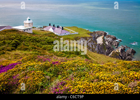 L'ajonc jaune et violet heather avec Bull Point Lighthouse au-delà, près de Woolacombe et Morthoe, Devon, England, UK Banque D'Images