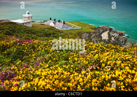 L'ajonc jaune et violet heather avec Bull Point Lighthouse au-delà, près de Woolacombe et Morthoe, Devon, England, UK Banque D'Images