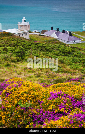 L'ajonc jaune et violet heather avec Bull Point Lighthouse au-delà, près de Woolacombe et Morthoe, Devon, England, UK Banque D'Images