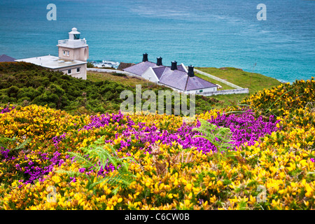 L'ajonc jaune et violet heather avec Bull Point Lighthouse au-delà, près de Woolacombe et Morthoe, Devon, England, UK Banque D'Images