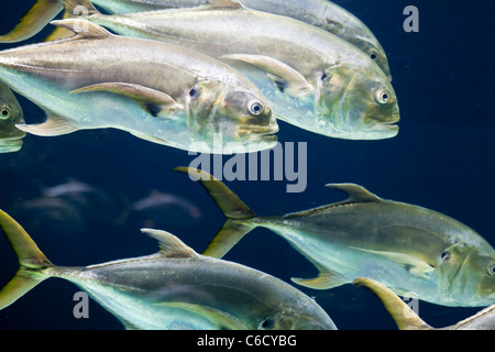 De l'école jack Crevalle fish Banque D'Images