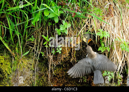 White-throated dipper (Cinclus cinclus Nom scientifique :) dans la région du Beaufortain, Alpes, Savoie, Europe Banque D'Images