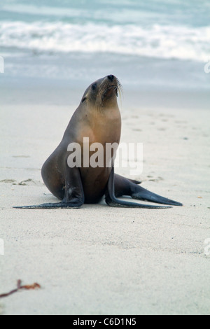 Un bébé phoque sur la plage de Carmel, Calfornia Banque D'Images