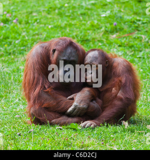 Bébé de sexe féminin et de l'orang-outan de Bornéo au Zoo de Dublin. Banque D'Images