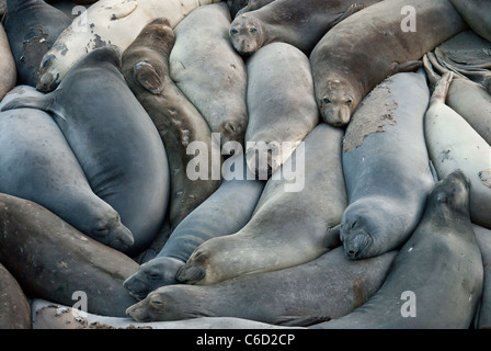 L'éléphant se reposant sur la plage près de San Simeon, en Californie centrale, Piedras Blancas Coast, États-Unis Banque D'Images