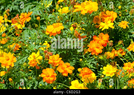 Clôture du champ Marigold Banque D'Images