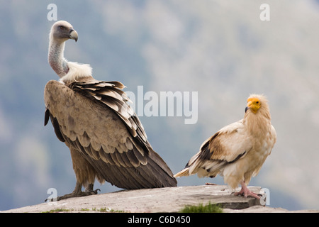 Percnoptère Neophron percnopterus, et le vautour fauve, Gyps fulvus, au parc national d'Ordesa, Pyrénées, Espagne Banque D'Images