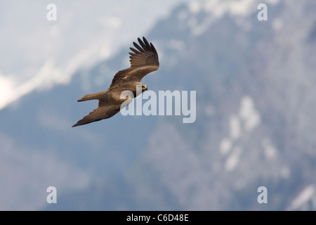 Milan noir, Milvus migrans, en vol à Ordesa et Monte Perdido national park, Province de Huesca, Aragon, Pyrénées, Espagne Banque D'Images