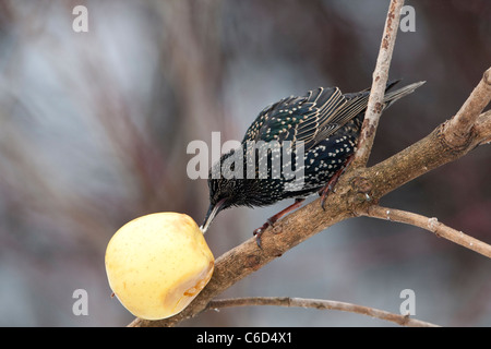 (Commun) Etourneau sansonnet (Sturnus vulgaris ) se nourrissant d'apple Banque D'Images