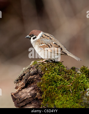 (Eurasie) Moineau friquet (passer) momtanus perché sur une souche d'arbre moussu Banque D'Images