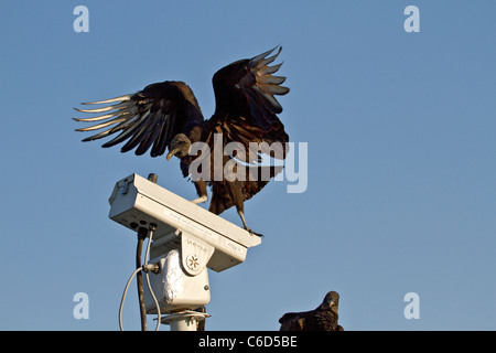 Urubu noir (Coragyps atratus) sur caméra de surveillance Banque D'Images