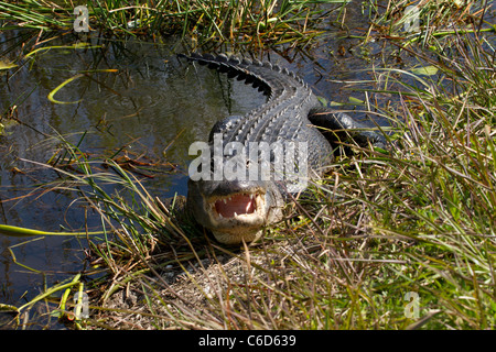 Alligator Alligator mississippiensis () Banque D'Images