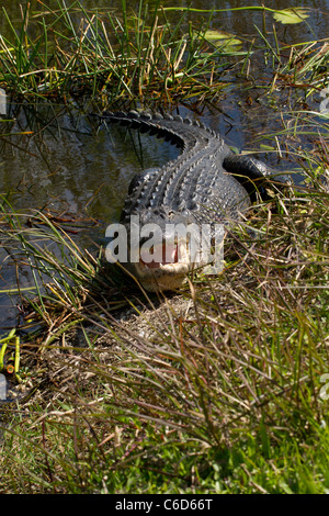 Alligator Alligator mississippiensis () Banque D'Images