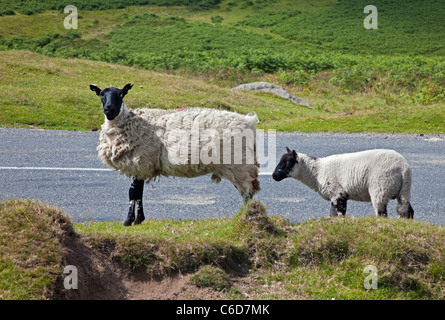 Les moutons par la route dans le Dartmoor National Park, Devon, Angleterre Banque D'Images