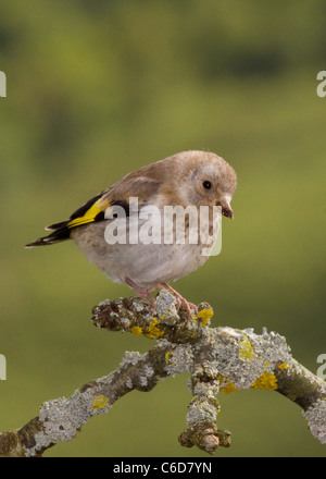 Un jeune chardonneret sur un bâton couvert de lichens. du flou,Carduelis carduelis Banque D'Images