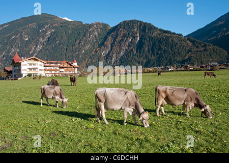 Kuehe auf der Wiese, Mayrhofen, les vaches dans les prés, Mayrhofen Banque D'Images