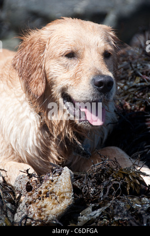 Un heureux, un an de repos Golden Retriever et haletant sur Coverack Beach à Cornwall. Le chien mouillé est couchée sur l'algue. Banque D'Images