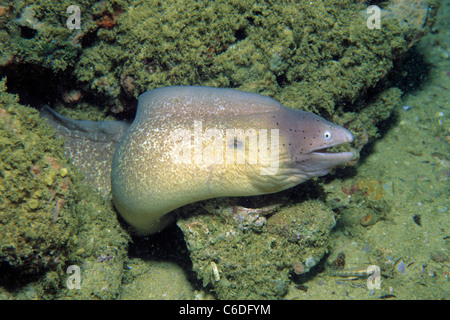 Muraene Graue, Sidera grisea, poivrée, Siderea grisea moray Banque D'Images