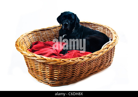 Labrador mongrel dans panier avec coussin rouge Banque D'Images