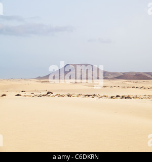 Les dunes de sable de Corralejo, Fuerteventura, volcan éteint Montana Roja en arrière-plan Banque D'Images