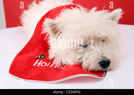 Chiot blanc habillé en costume de Père Noël. Banque D'Images