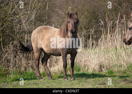 Stodmarsh animal cheval sauvage Konik Angleterre Kent Banque D'Images