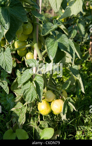 Grappes de tomates jaune vert soutenue par un bâton de bambou dans une affectation à la fin août. Banque D'Images
