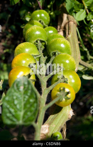 Grappes de tomates vertes dans une affectation à la fin août. Banque D'Images