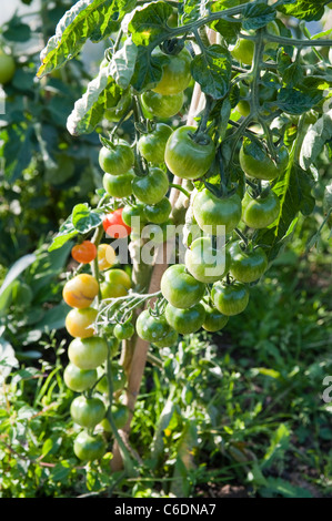 Grappes de tomates vertes mûres et soutenue par un bâton de bambou dans une affectation à la fin août. Banque D'Images