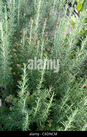 Rosemary un bush à un allotissement à Londres, à la fin août. Banque D'Images