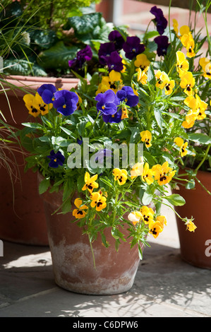 Pensées dans un pot en terre cuite au soleil en fleur. Banque D'Images