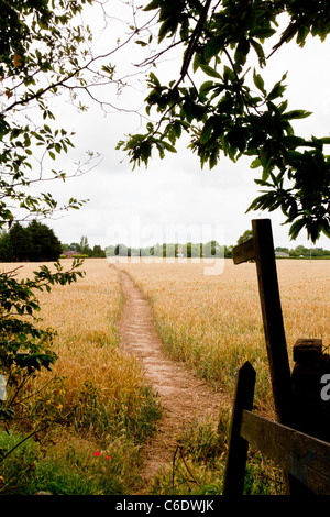 Sentier à travers wheatfield à Norfolk, en Angleterre avec le doigt message montrant la direction de sentier Banque D'Images