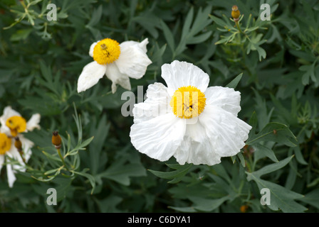 Romneya coulteri Banque D'Images