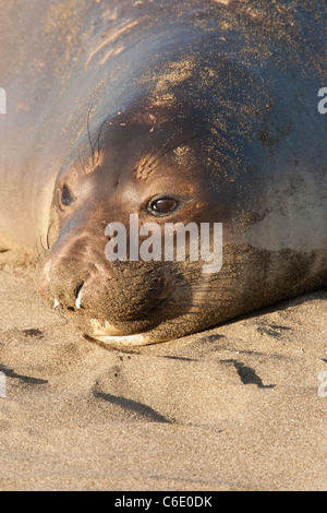 Léphant sevré reposant sur Piedras Blancas-Beach, Californie, USA. Banque D'Images